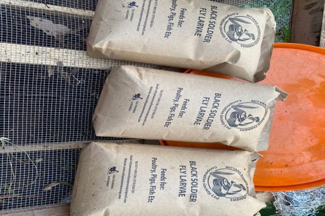 Black soldier fly larvae feed in paper bags