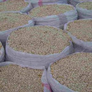 Dried maize grain