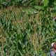 Cooperative member on her maize farm