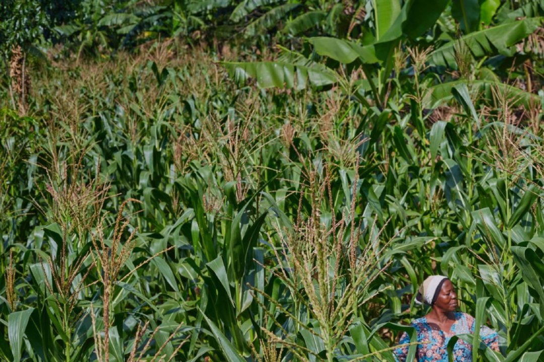 Cooperative member on her maize farm