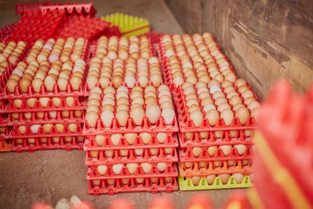 successful poultry and egg production