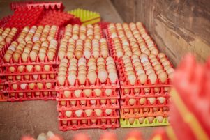 successful poultry and egg production