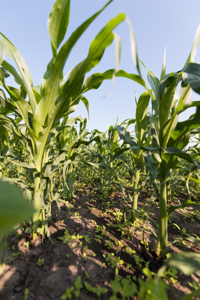 Maize intercropping with legumes (beans,soya)