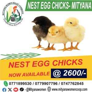 Nest Egg Chicks